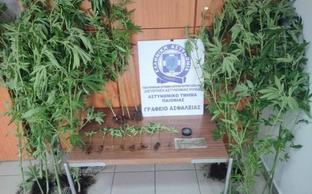 Hμαθία:Καλλιεργούσε  31 δενδρύλλια κάνναβης σε αύλειο χώρο της οικίας του,